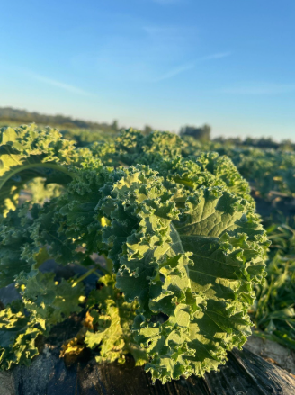 Autochthonous variety The Posavka Lettuce.PNG
